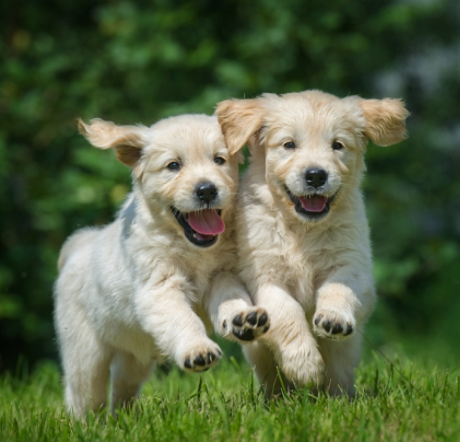 Best Quality Japanese Spitz Puppies for Sale Singapore (June 2019)