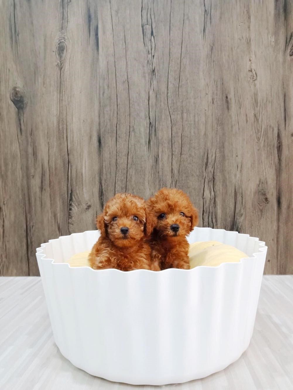 65167260_859099297805080_4907819001259753472_n Puppy Singapore