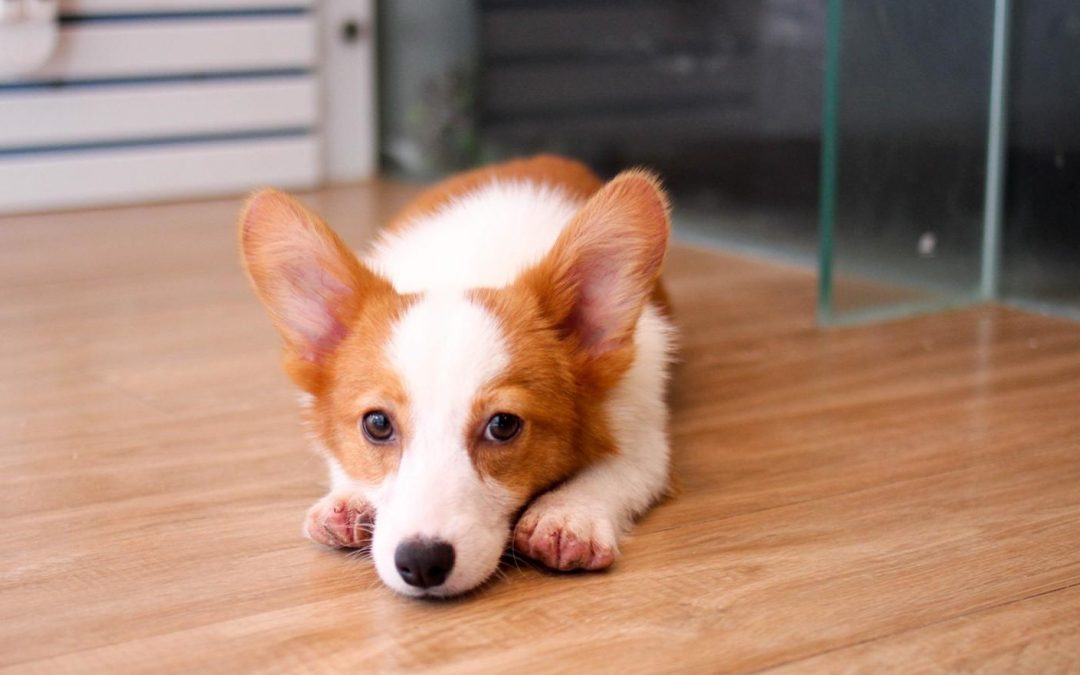 Archives Puppy Singapore