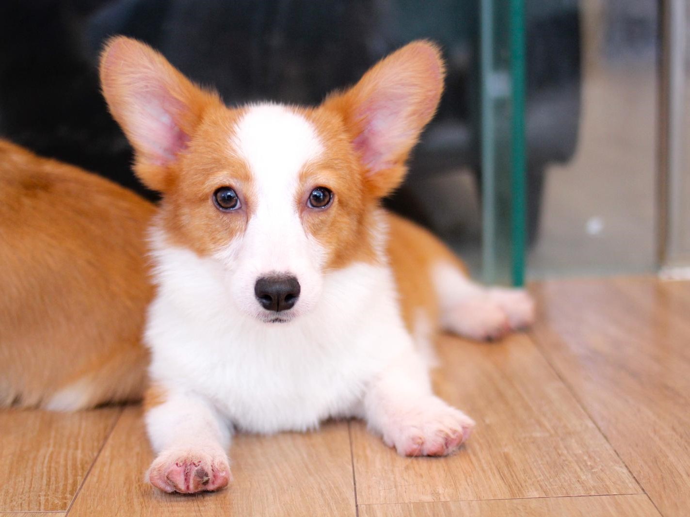 Corgi 3 Puppy Singapore