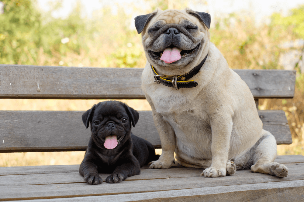 Best Quality Pug Puppy for Sale Singapore (October 2019)
