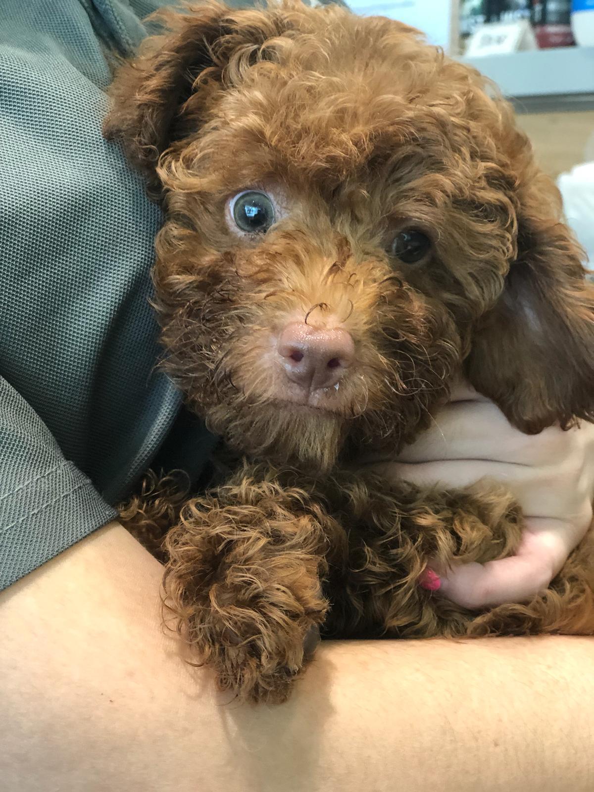 Toy Poodle 4 Puppy Singapore