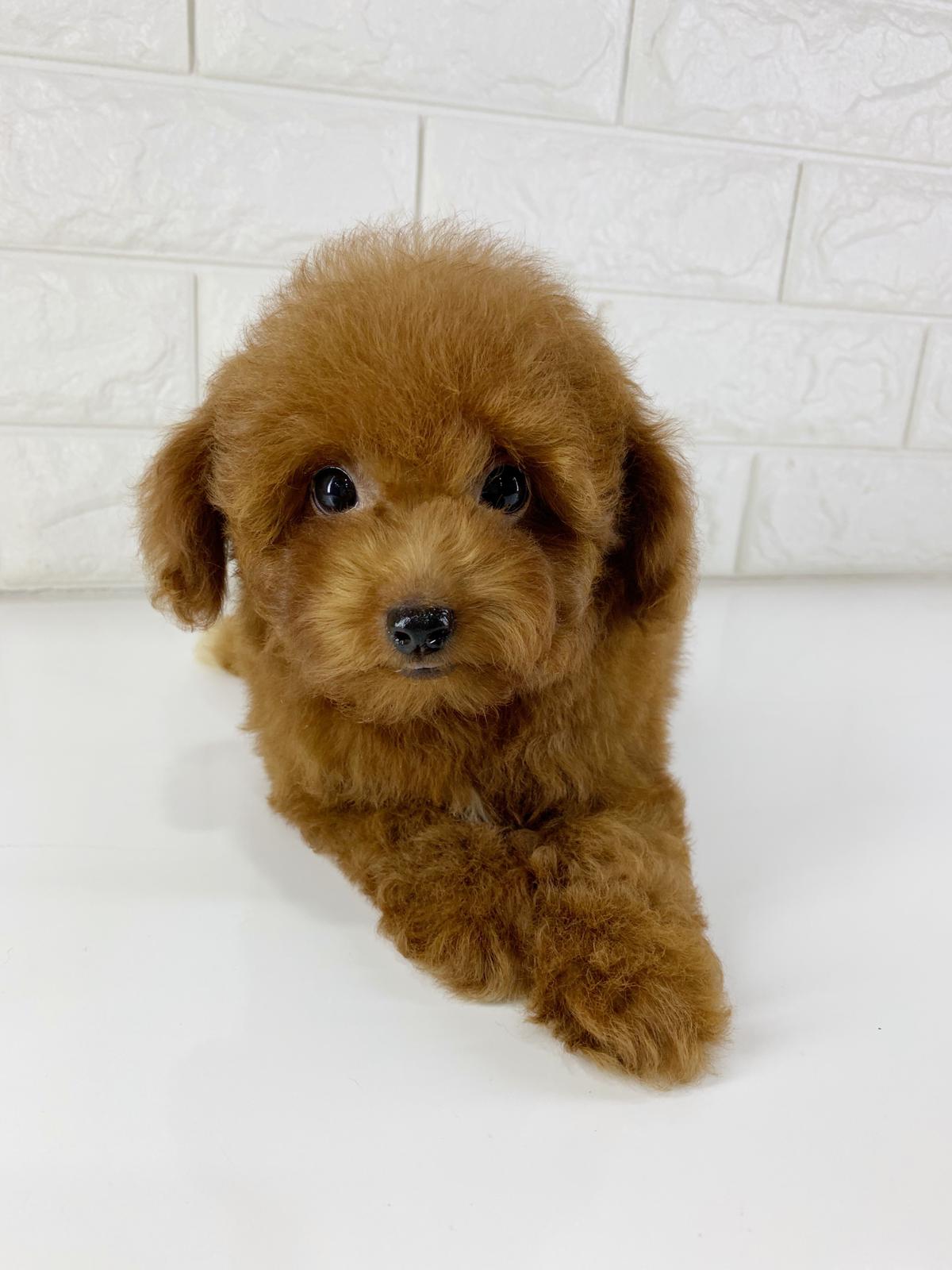 Toy Poodle 2 Puppy Singapore
