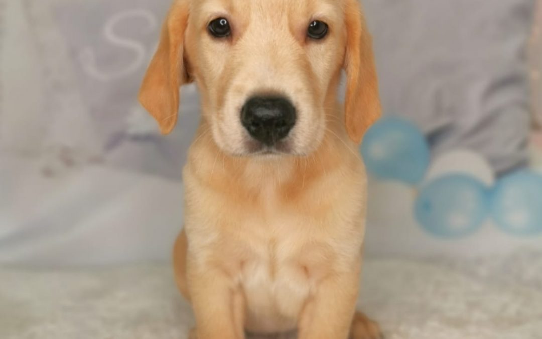 Golden Retriever Archives Puppy Singapore