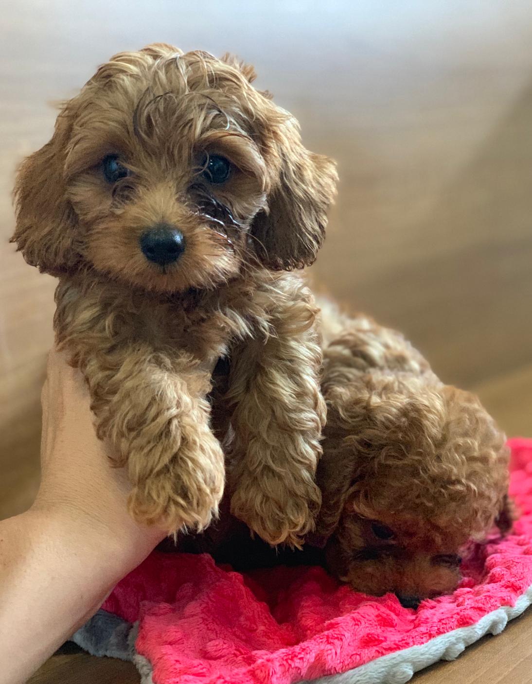 Cockapoo 1 - Puppy Singapore