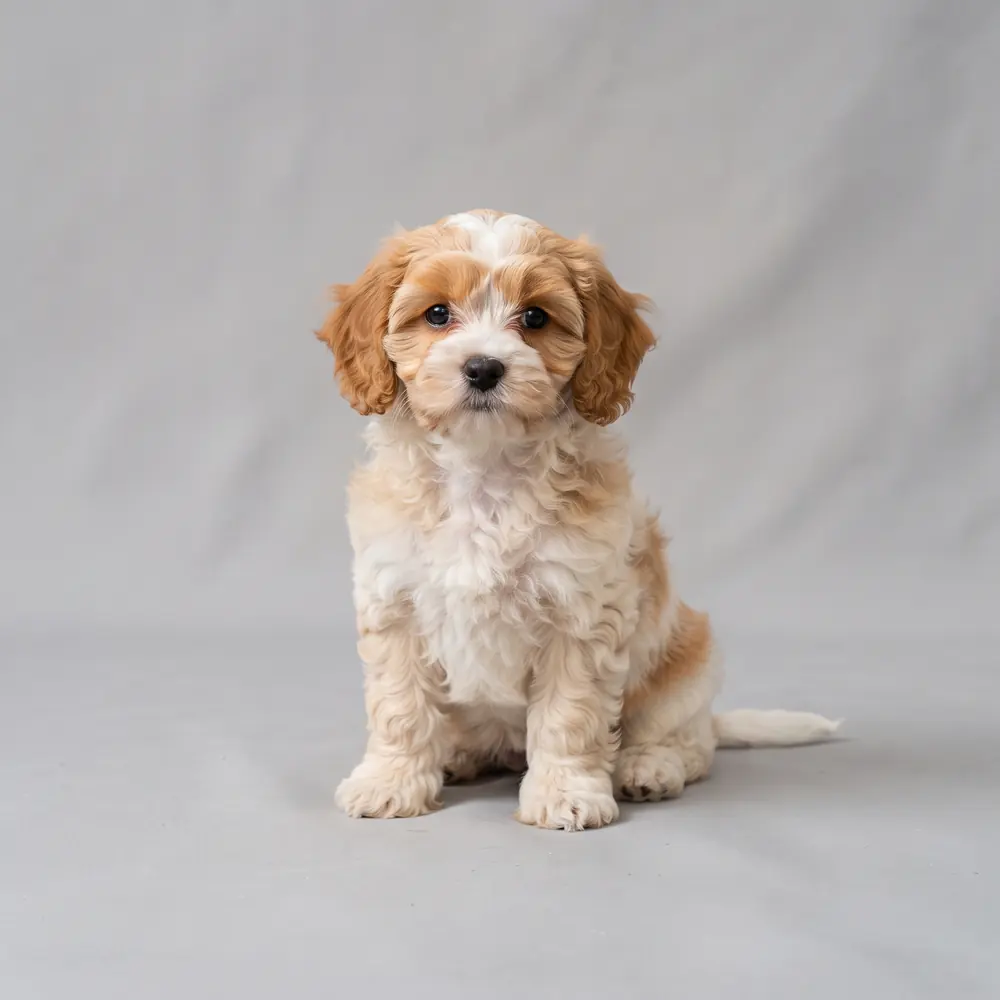 Illustration of a Cavachon: the breed standard colour coat. Not a photograph of a puppy for sale.