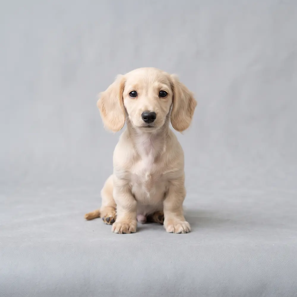 Illustration of a Dachshund: cream coat. Not a photograph of a puppy for sale.