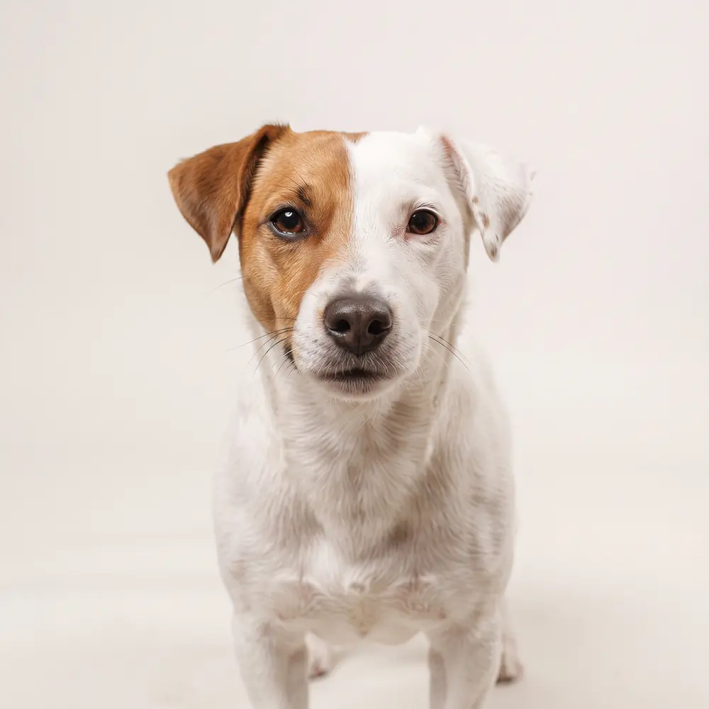 Illustration of a Jack Russell Terrier: head, ears and muzzle up close. Not a photograph of a puppy for sale.