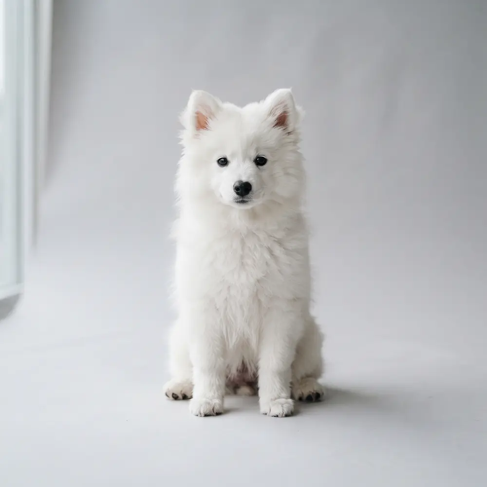 Illustration of a Japanese Spitz: white coat. Not a photograph of a puppy for sale.