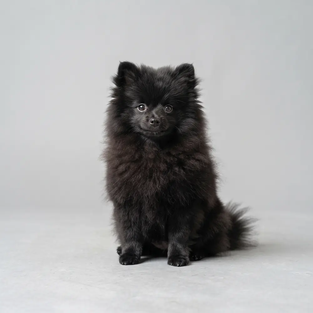 Illustration of a Pomeranian: black coat. Not a photograph of a puppy for sale.