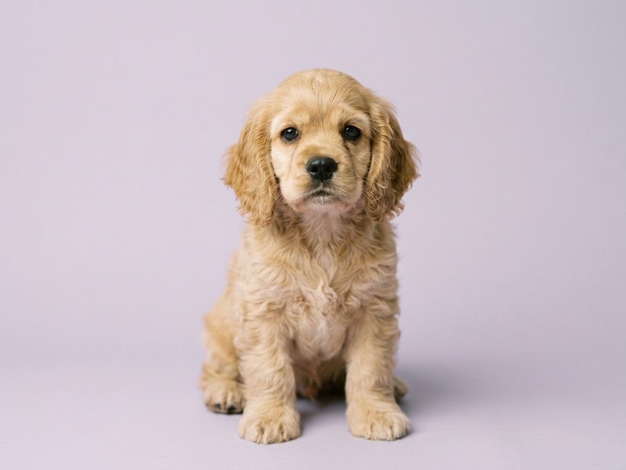 American Cocker Spaniel puppy for sale in Singapore