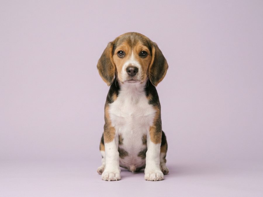 Beagle puppy for sale in Singapore