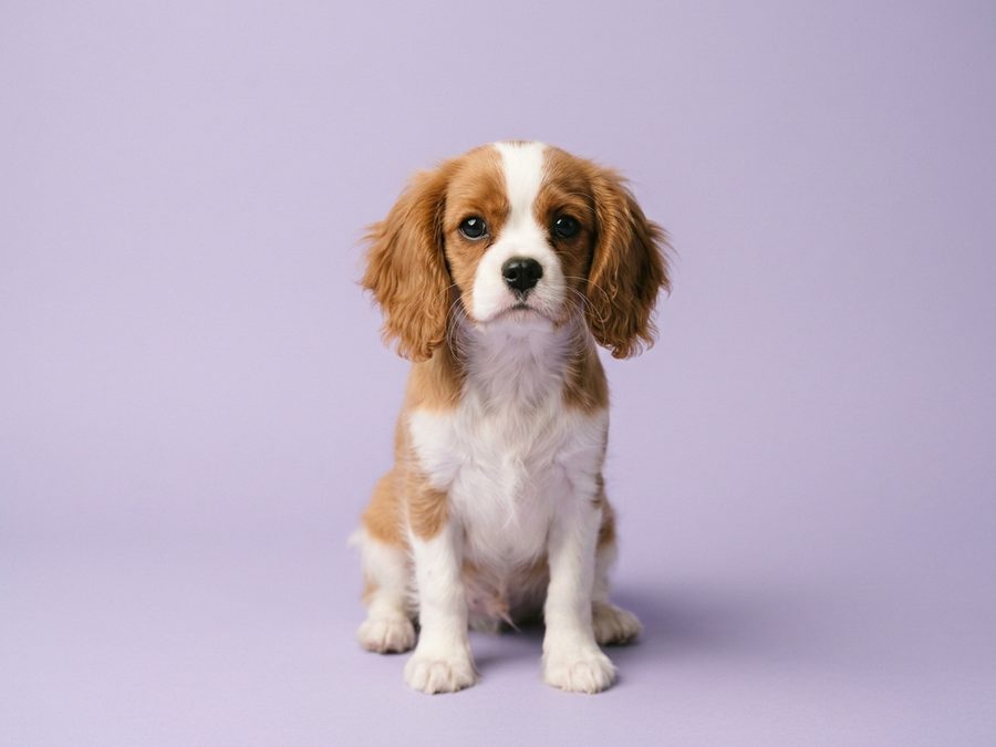 Cavalier King Charles Spaniel puppy for sale in Singapore