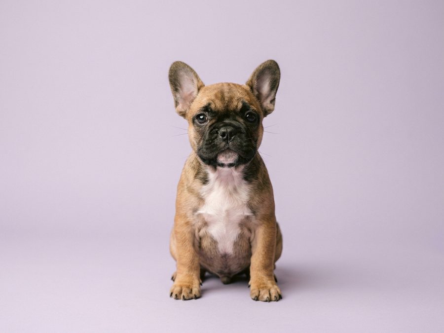 French Bulldog puppy for sale in Singapore