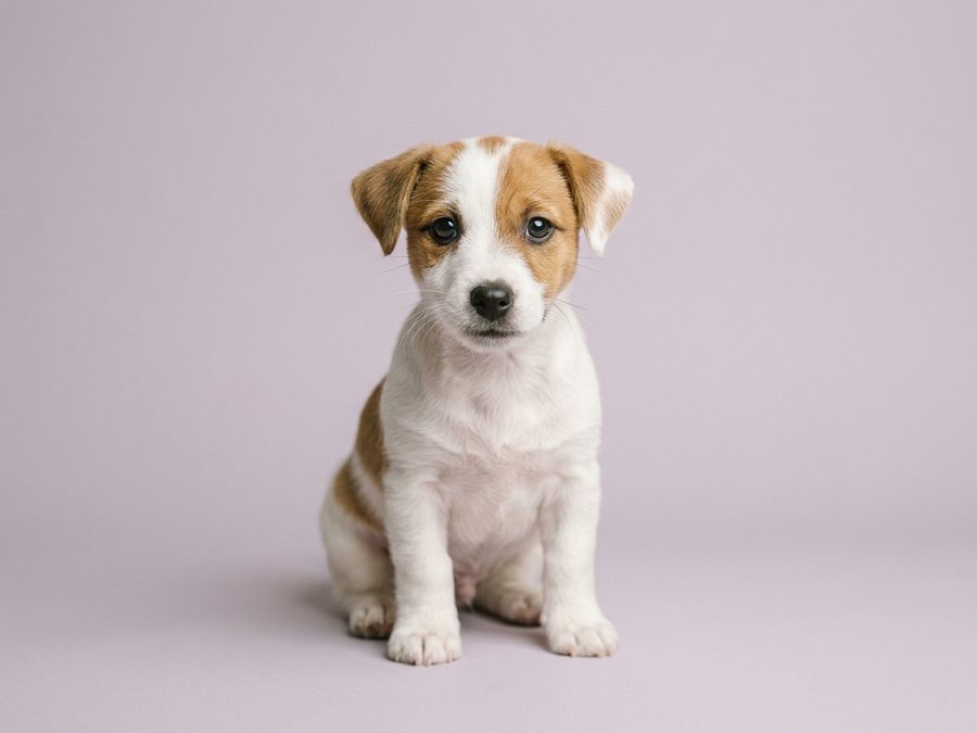 Jack Russell Terrier puppy for sale in Singapore
