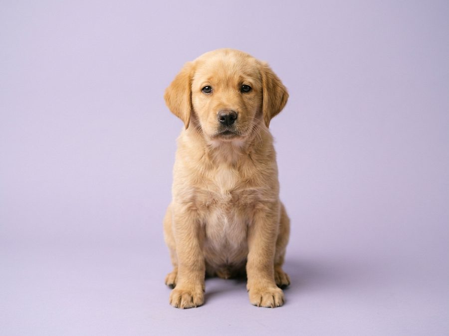 Labrador Retriever puppy for sale in Singapore