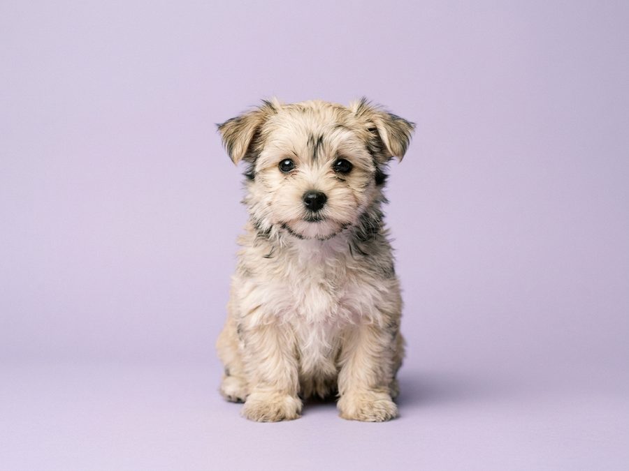 Morkie puppy for sale in Singapore