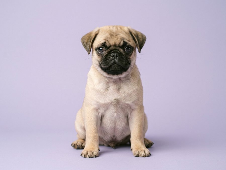 Pug puppy for sale in Singapore