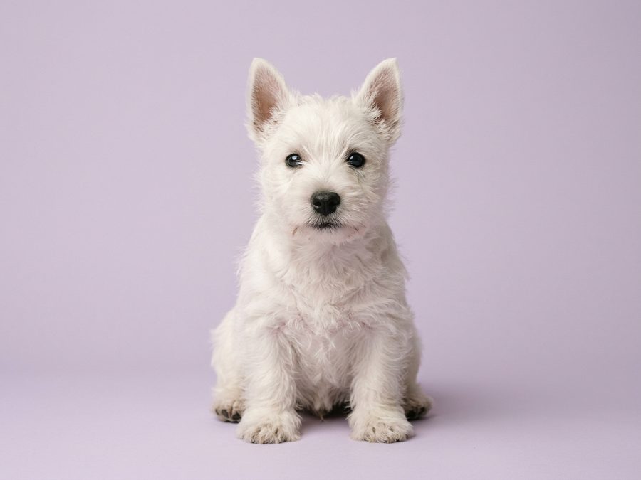 West Highland Terrier puppy for sale in Singapore