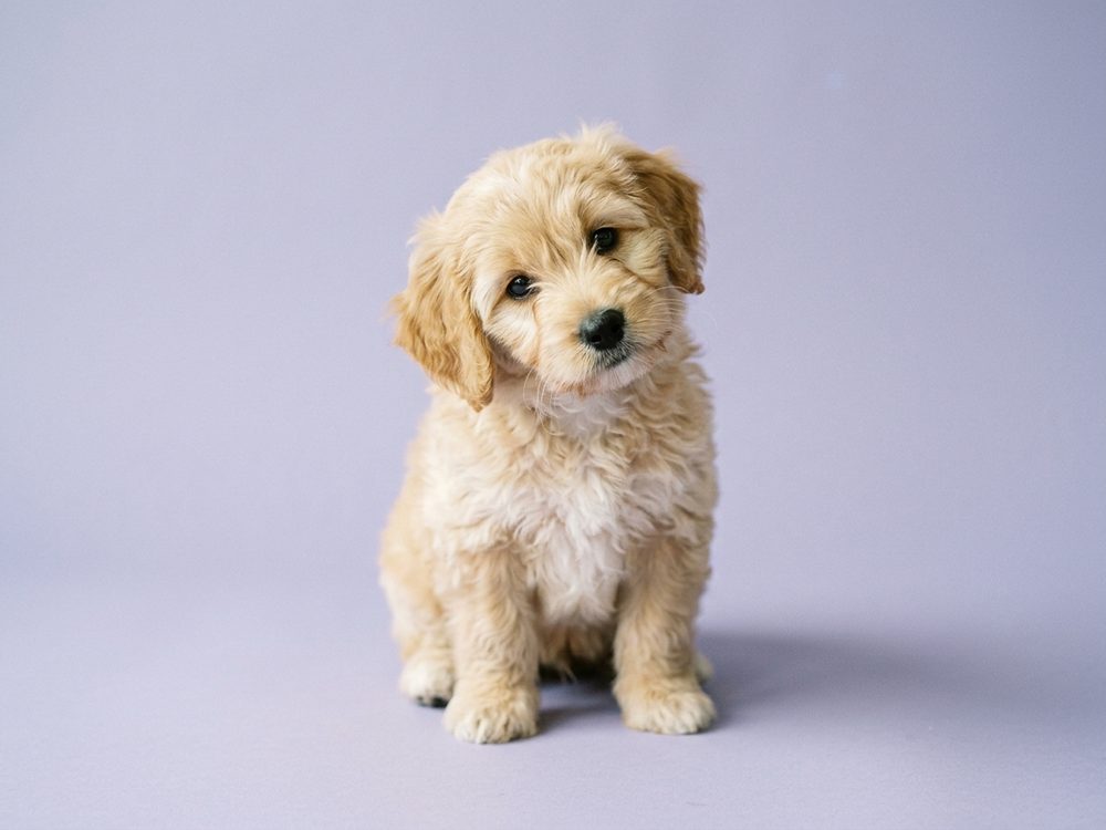 Curious puppy at Puppy Singapore