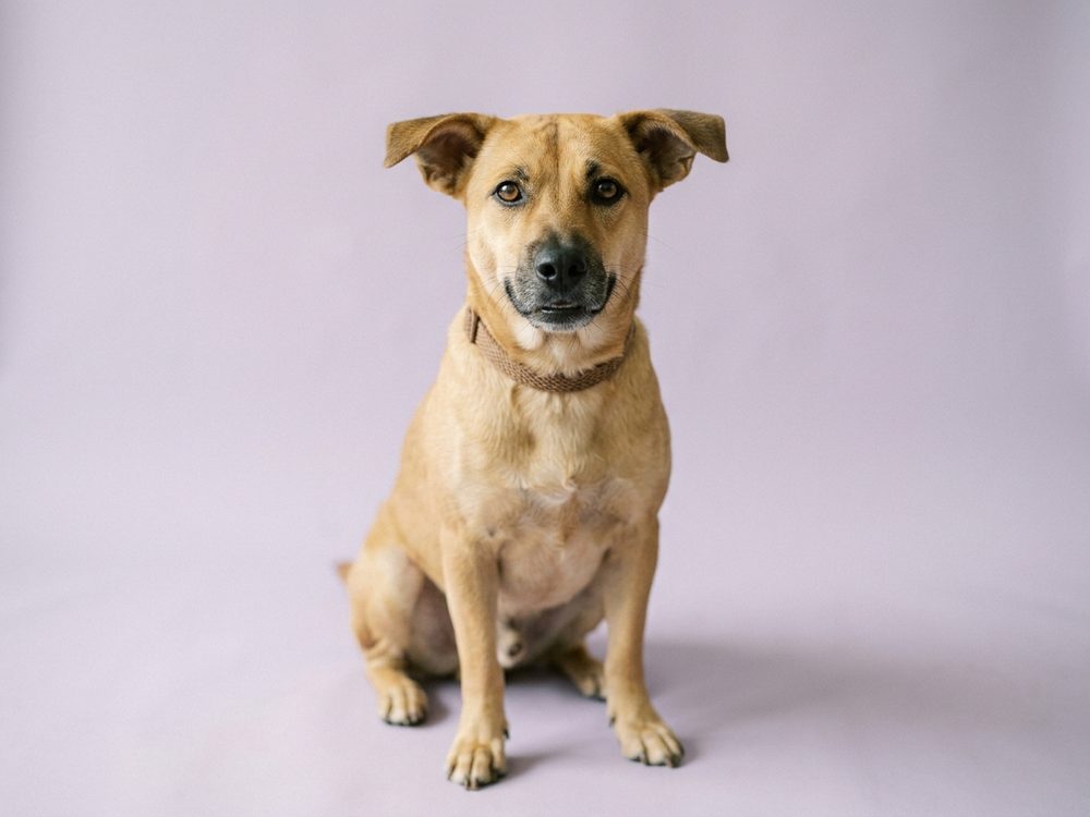 Singapore Special dog eligible for Project ADORE