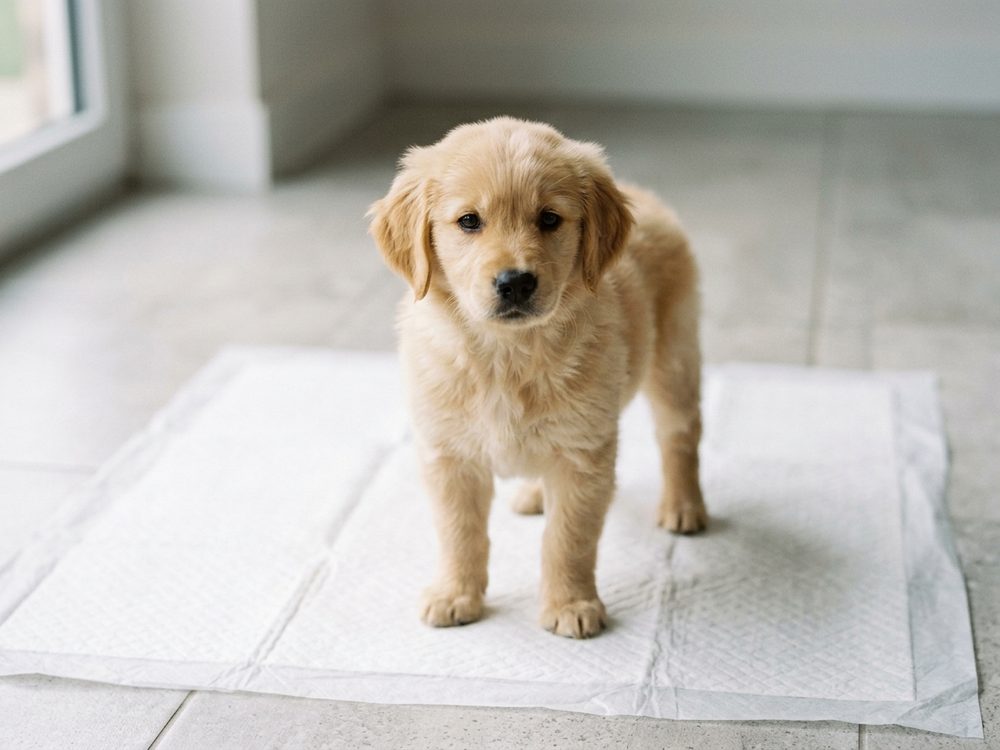 Puppy potty training in Singapore