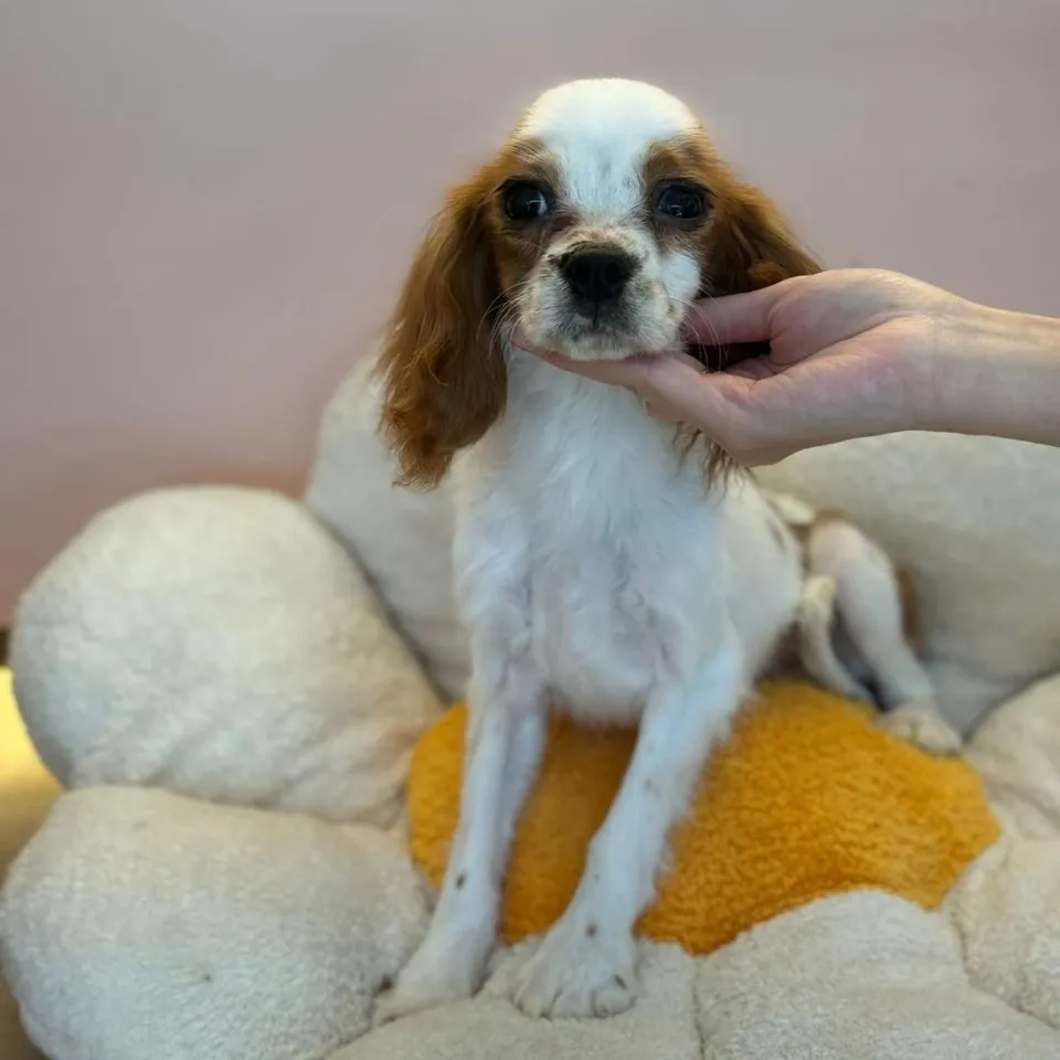 Kaya, a Cavalier King Charles Spaniel puppy placed with a Singapore family