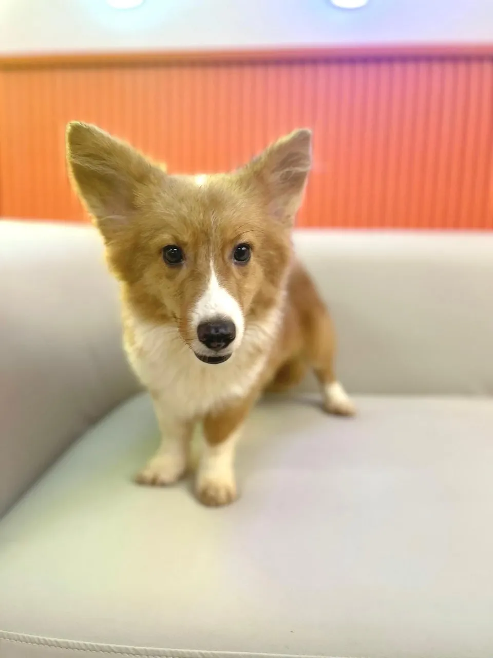 Bao, a Corgi puppy placed with a Singapore family