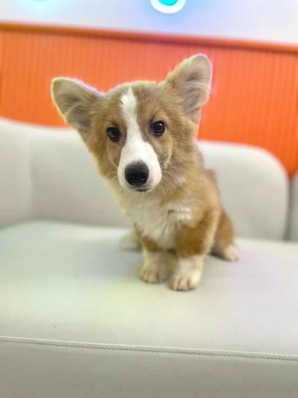 Red White Corgi puppy, a Corgi puppy placed with a Singapore family
