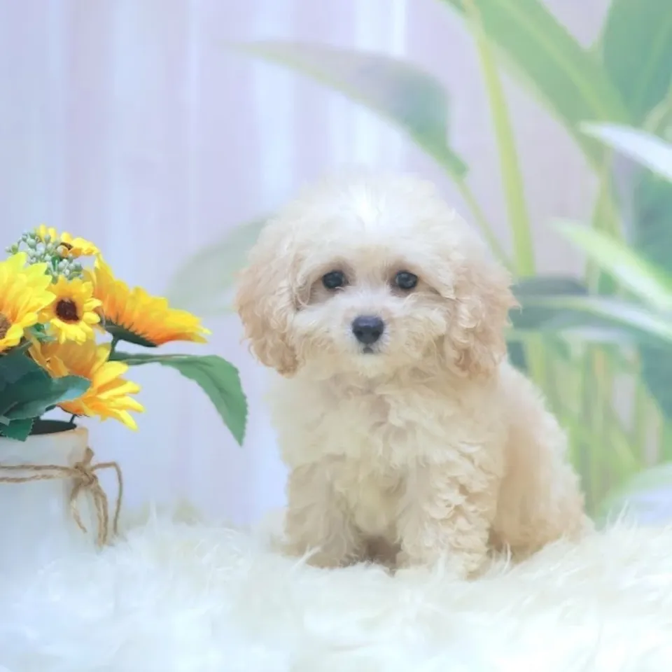 Apricot Cavachon puppy, a Cavachon puppy placed with a Singapore family