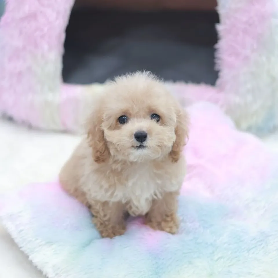 Apricot Cavachon puppy, a Cavachon puppy placed with a Singapore family