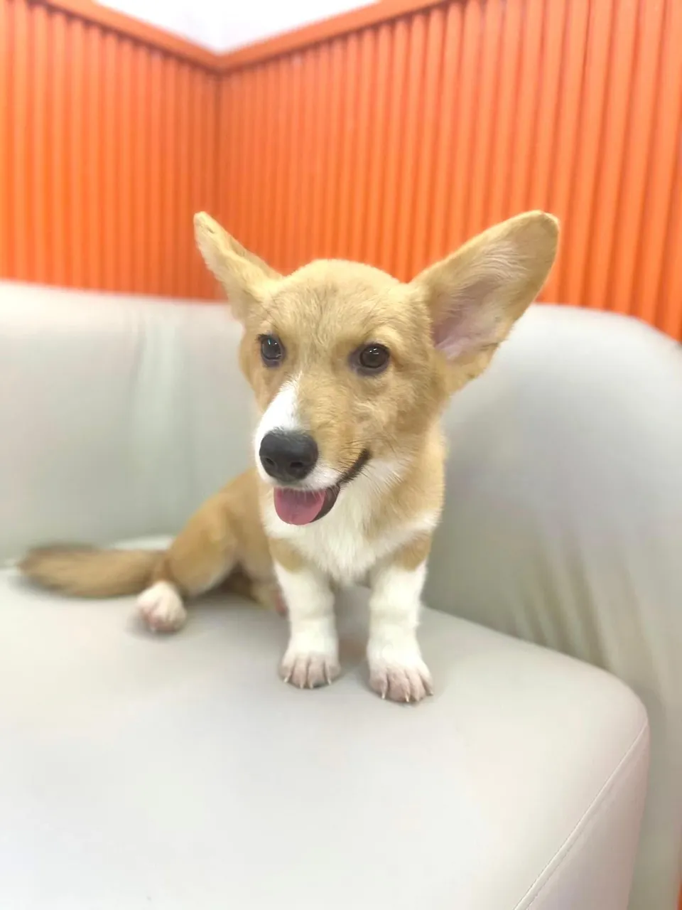 Red White Corgi puppy, a Corgi puppy placed with a Singapore family