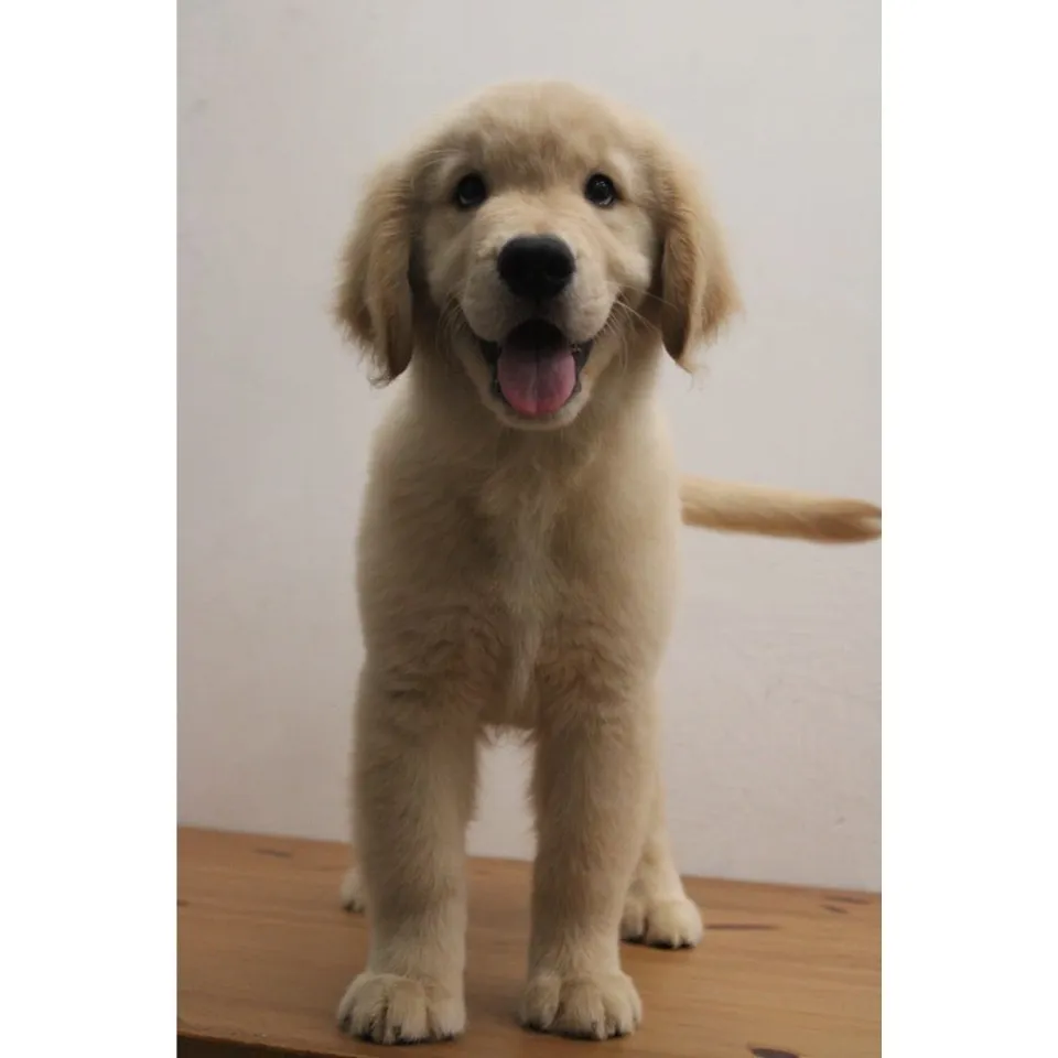 Golden Retriever puppy, a Golden Retriever puppy placed with a Singapore family