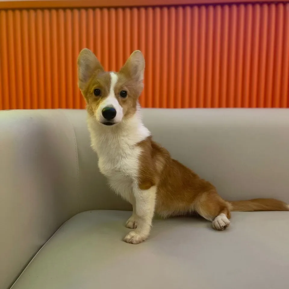 Red White Corgi puppy, a Corgi puppy placed with a Singapore family
