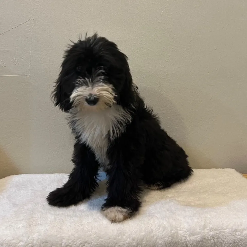 Black White Sheepadoodle puppy, a Sheepadoodle puppy placed with a Singapore family