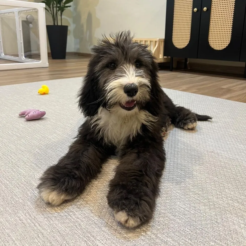 Black White Sheepadoodle puppy, a Sheepadoodle puppy placed with a Singapore family