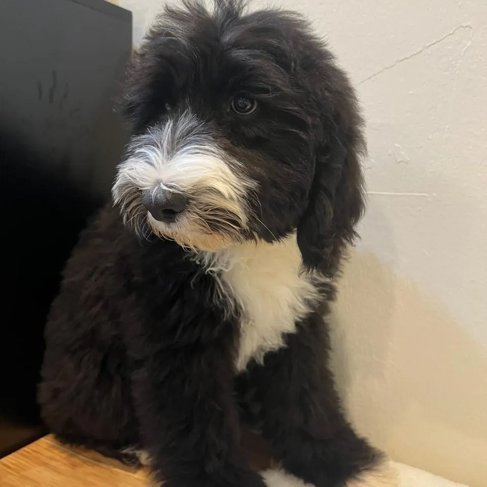 Black White Sheepadoodle puppy, a Sheepadoodle puppy placed with a Singapore family
