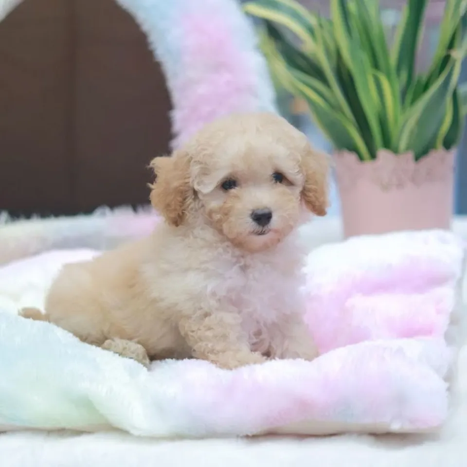 Apricot Poodle puppy, a Poodle puppy placed with a Singapore family