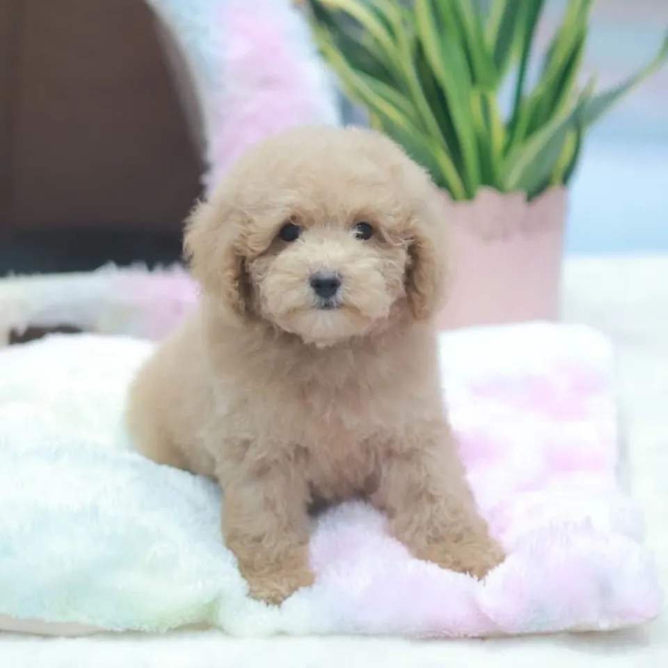 Apricot Poodle puppy, a Poodle puppy placed with a Singapore family