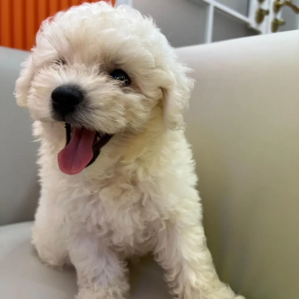 White Bichon Frise puppy, a Bichon Frise puppy placed with a Singapore family