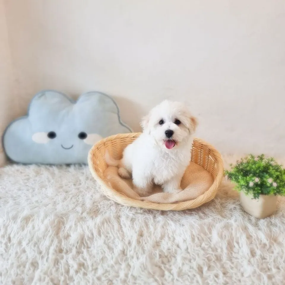 White Bichon Frise puppy, a Bichon Frise puppy placed with a Singapore family