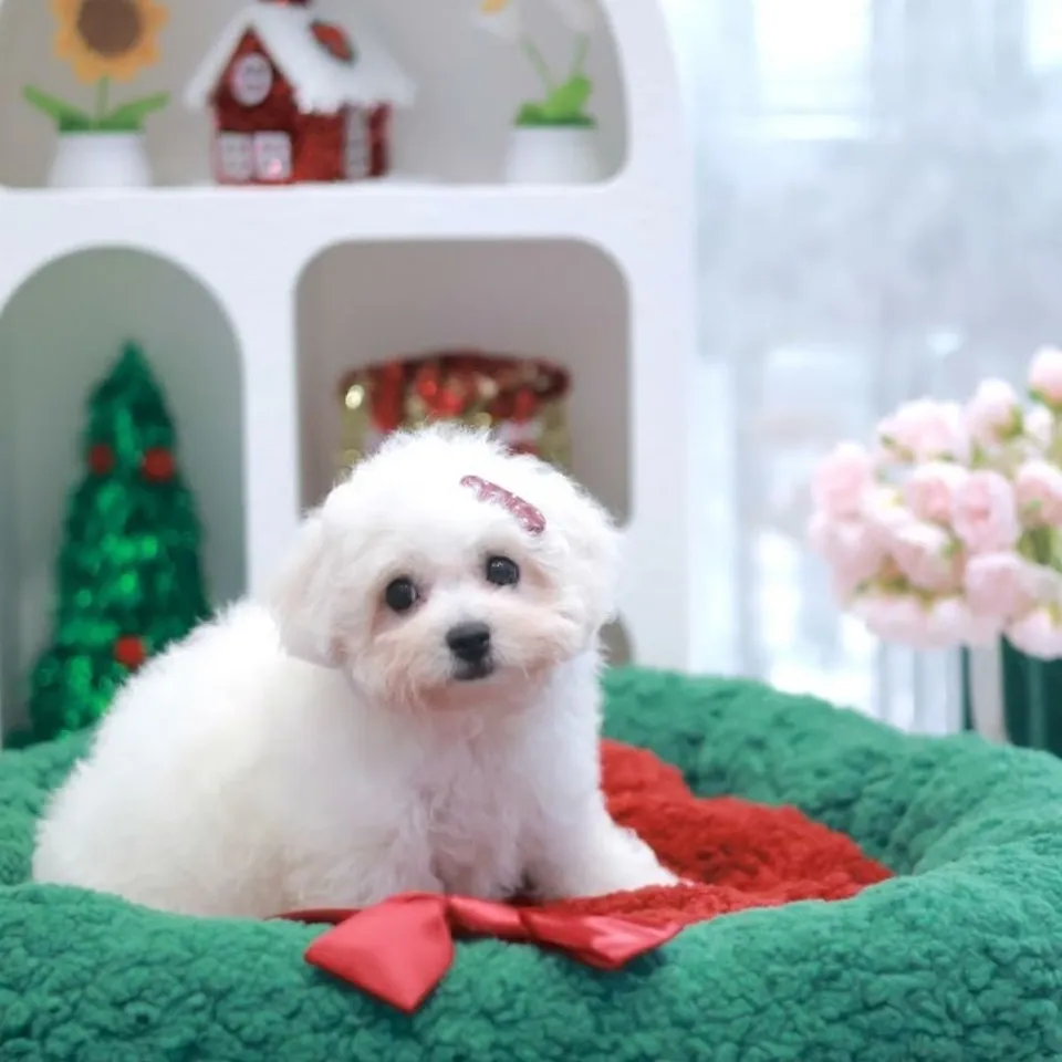HuatPaw, a Bichon Frise puppy placed with a Singapore family