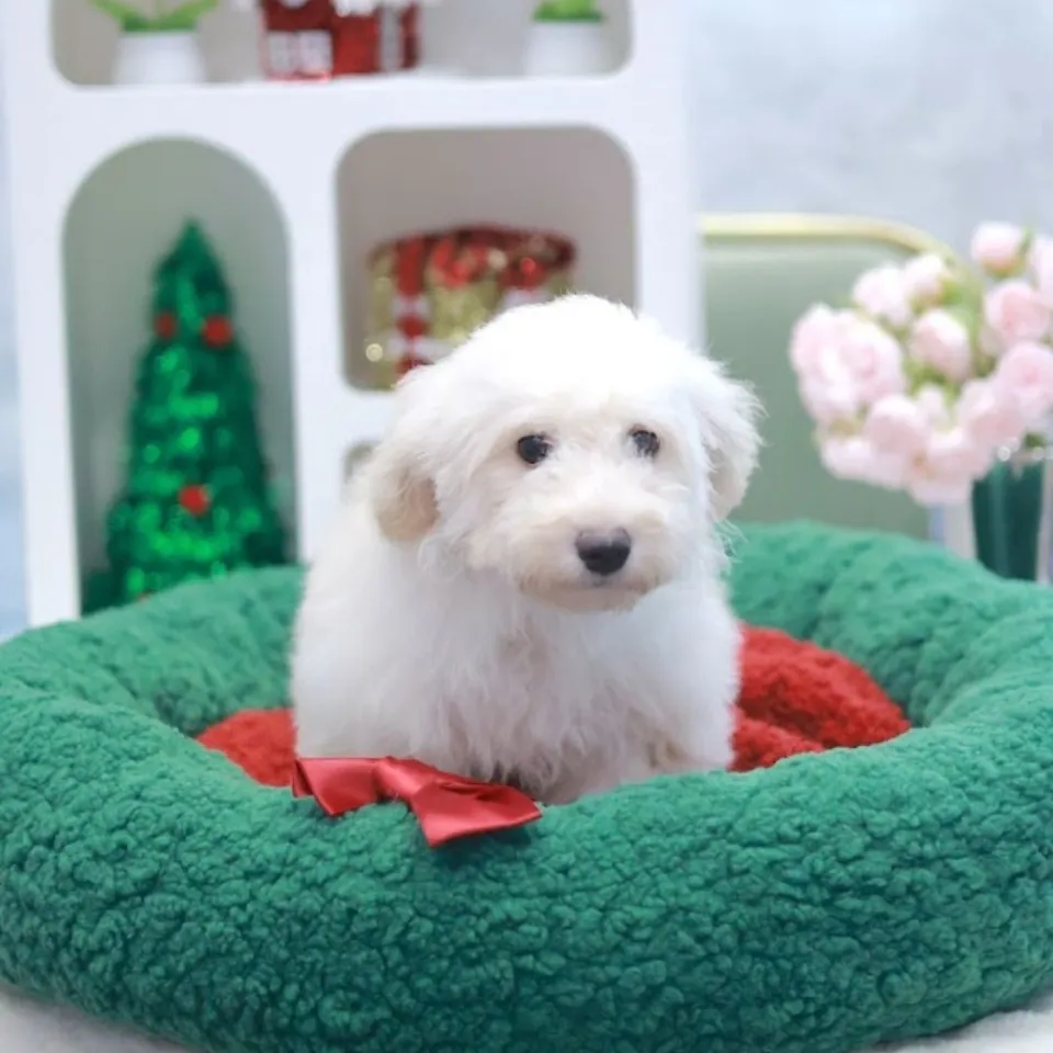 Cream Goldendoodle puppy, a Goldendoodle puppy placed with a Singapore family