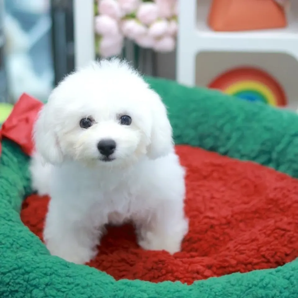 Cream Bichon Frise puppy, a Bichon Frise puppy placed with a Singapore family