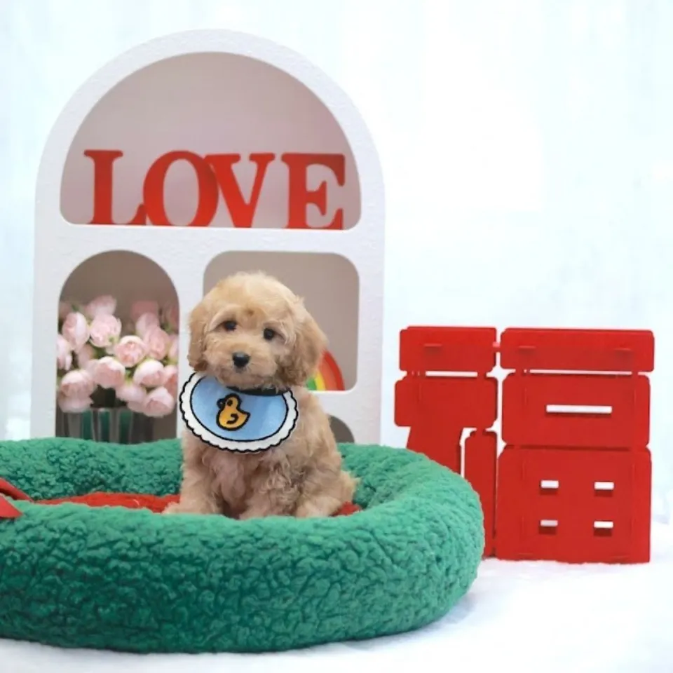 Zayn, a Cockapoo puppy placed with a Singapore family