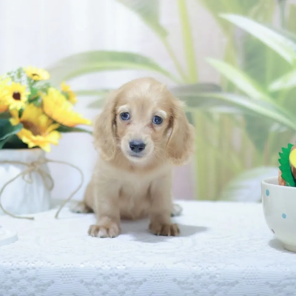 Char Siew, a Dachshund puppy placed with a Singapore family
