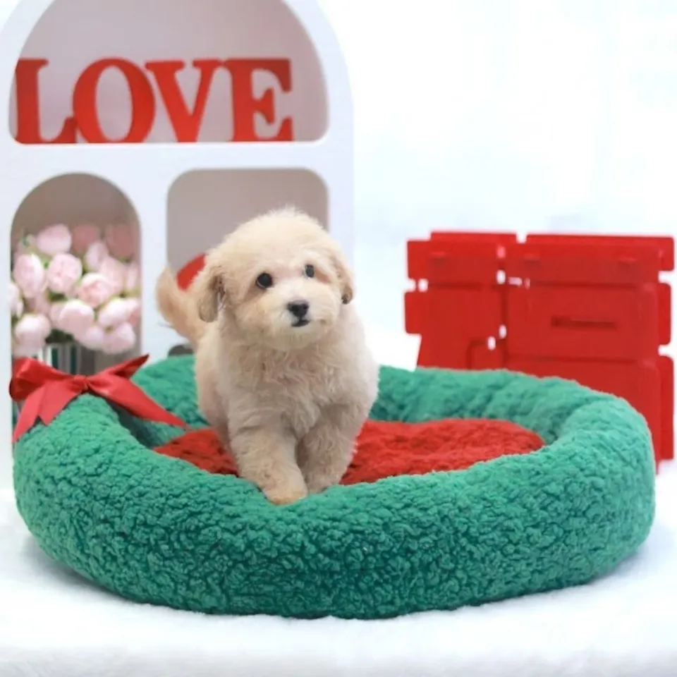Bing, a Poodle puppy placed with a Singapore family