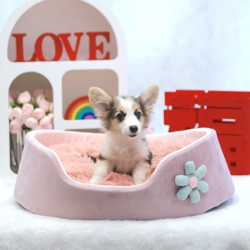Bedok, a Corgi puppy placed with a Singapore family