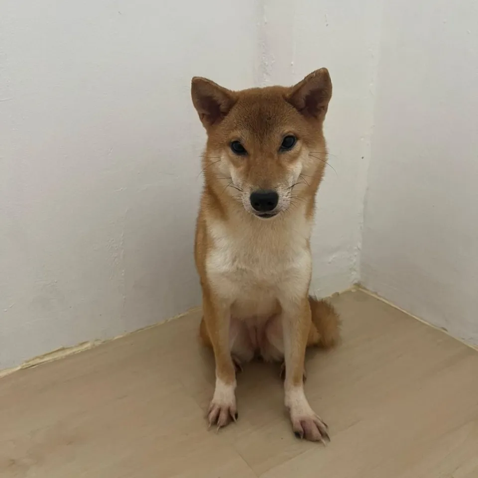 Dumpling, a Shiba Inu puppy placed with a Singapore family
