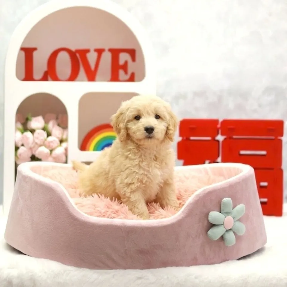 Robin, a Goldendoodle puppy placed with a Singapore family
